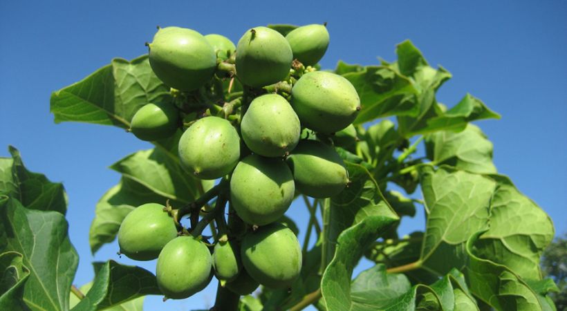 jatropha