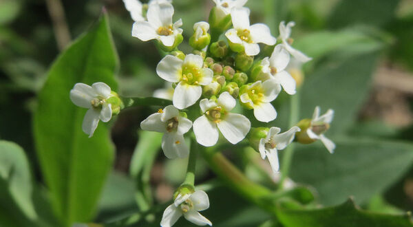 Pennycress