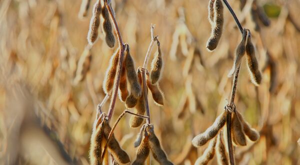 巴斯夫推出由大豆蛋白製成的生物基表麵活性劑