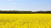 Cargill set to build canola processing facility in Regina