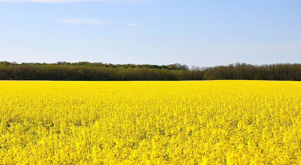 Viterra set to expand canola crush capacity with new facility