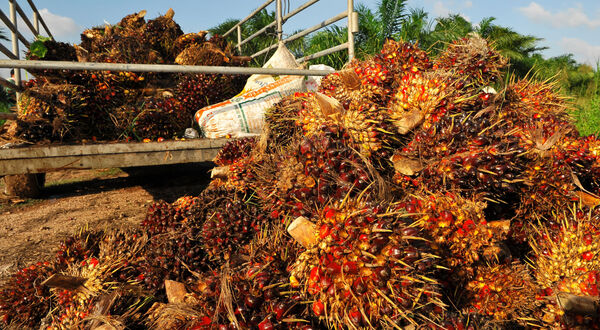 嘉吉(Cargill)暫停從馬來西亞森達比(Sime Darby)購買棕櫚油